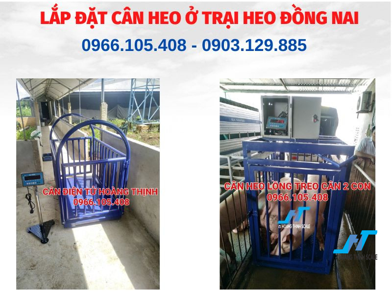 Lắp đặt cân heo ở trại heo tại Đồng Nai dòng cân heo 2 con cân heo 5 con cân heo 10 con hoặc cân heo 20 con với giá tốt nhất hiện nay