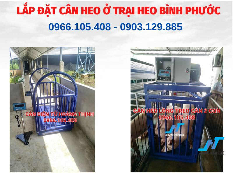 Lắp đặt cân heo ở trại heo tại Bình Phước dòng cân heo 2 con cân heo 5 con cân heo 10 con hoặc cân heo 20 con với giá tốt nhất hiện nay